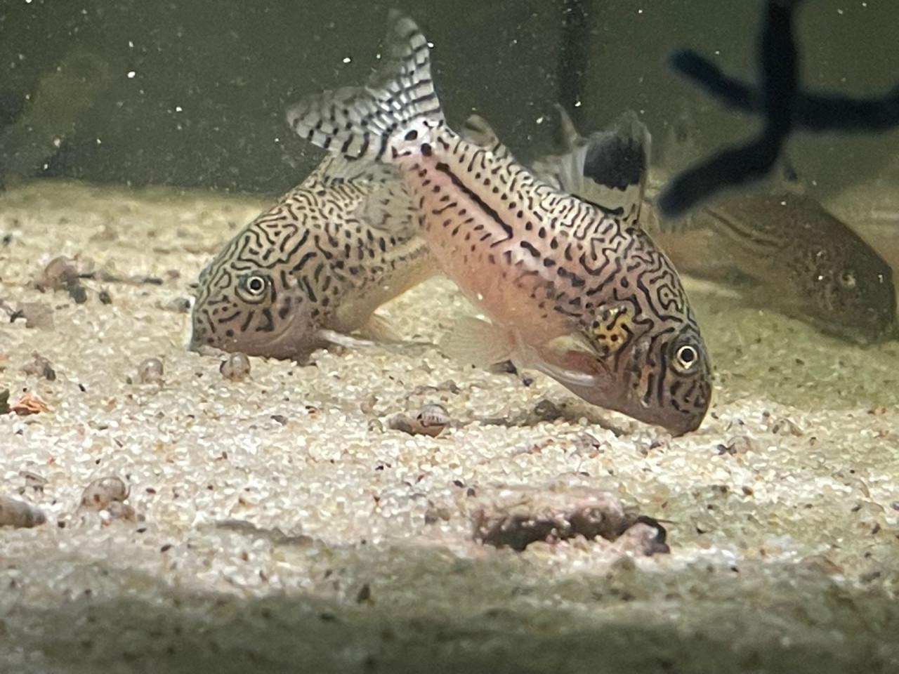 Hoplisoma (corydoras) Trilineatum