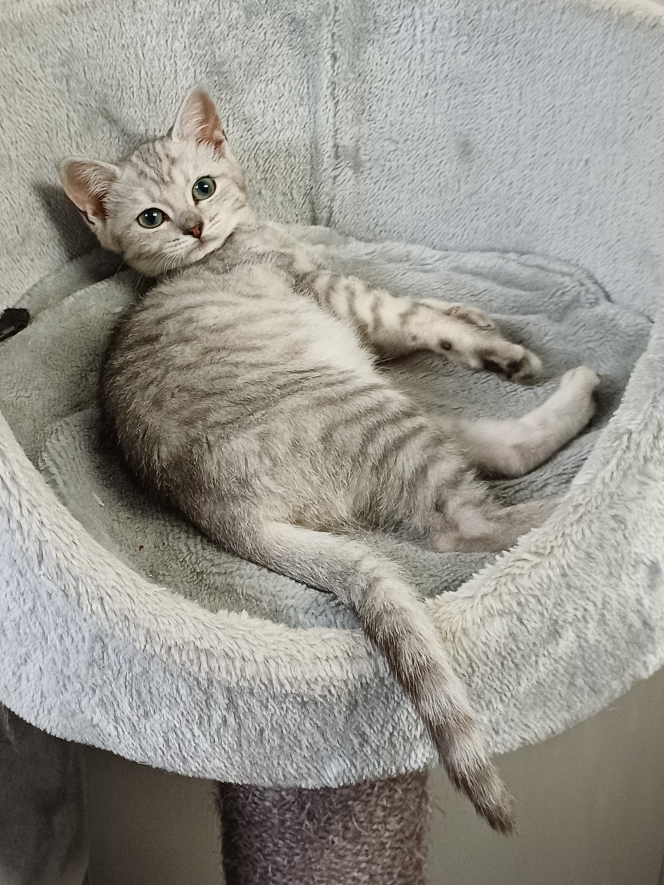 Leuke Britskorthaar x Ragdoll kittens beschikbaar, nog 3 POESJES!