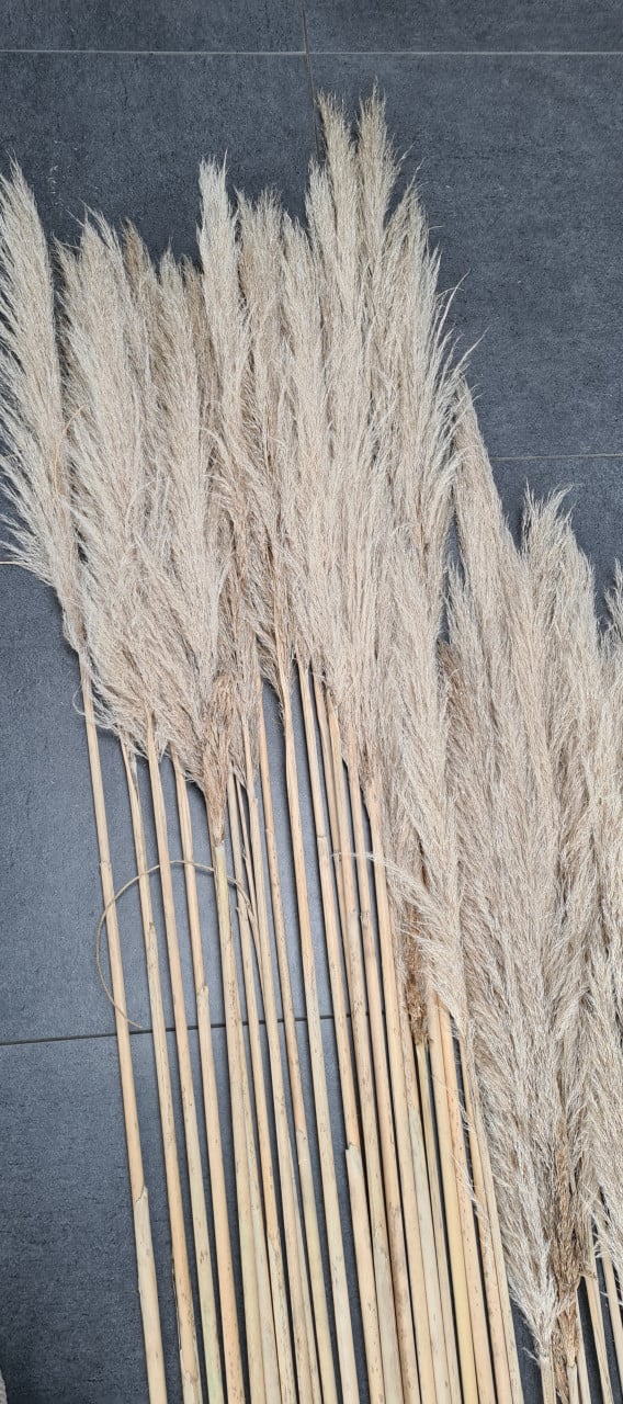 Pampas pluimen €1,50 per stuk
