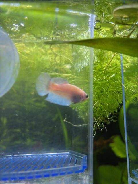 Siamese kempvissen  beta