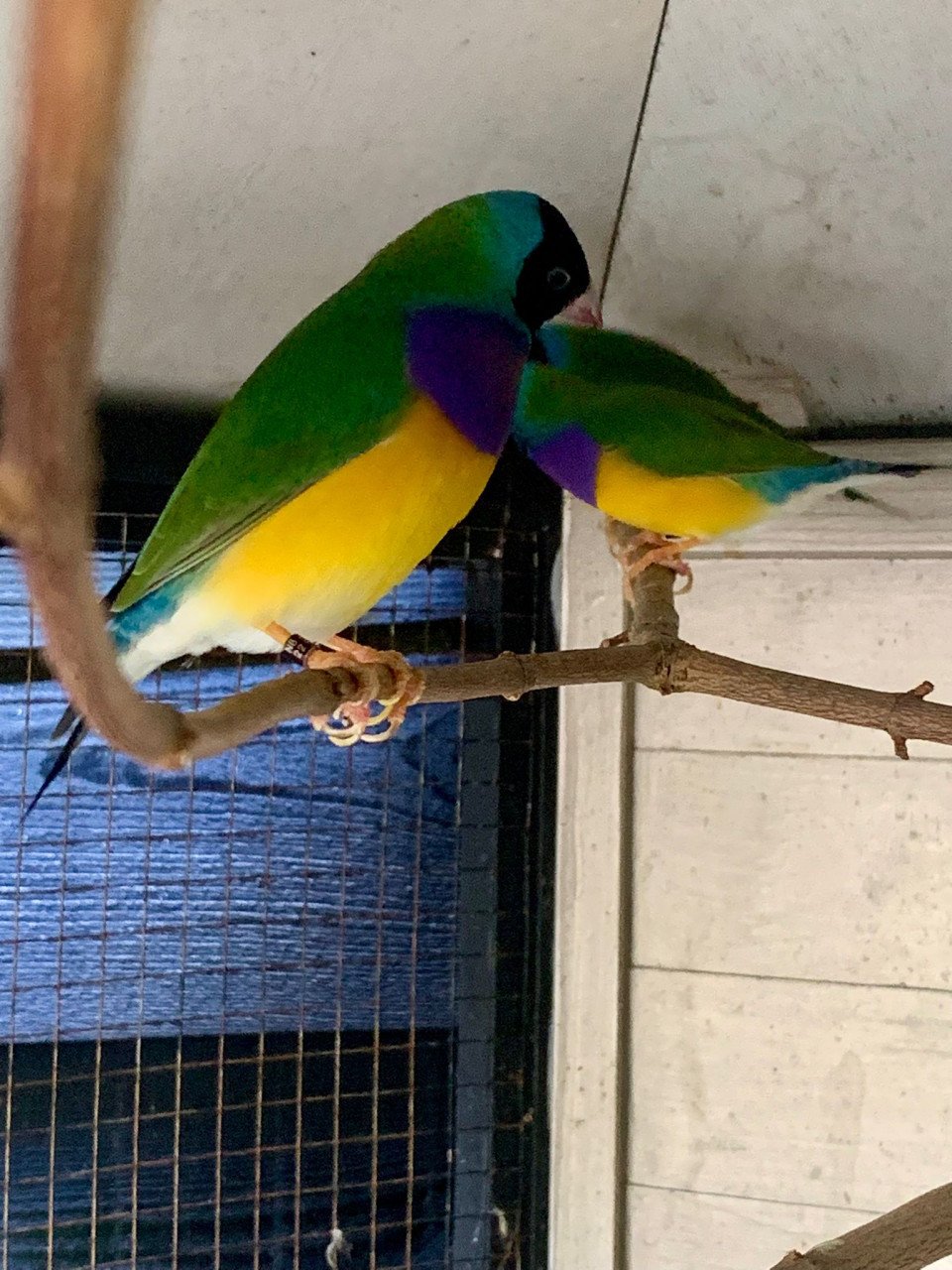 Gouldamadines