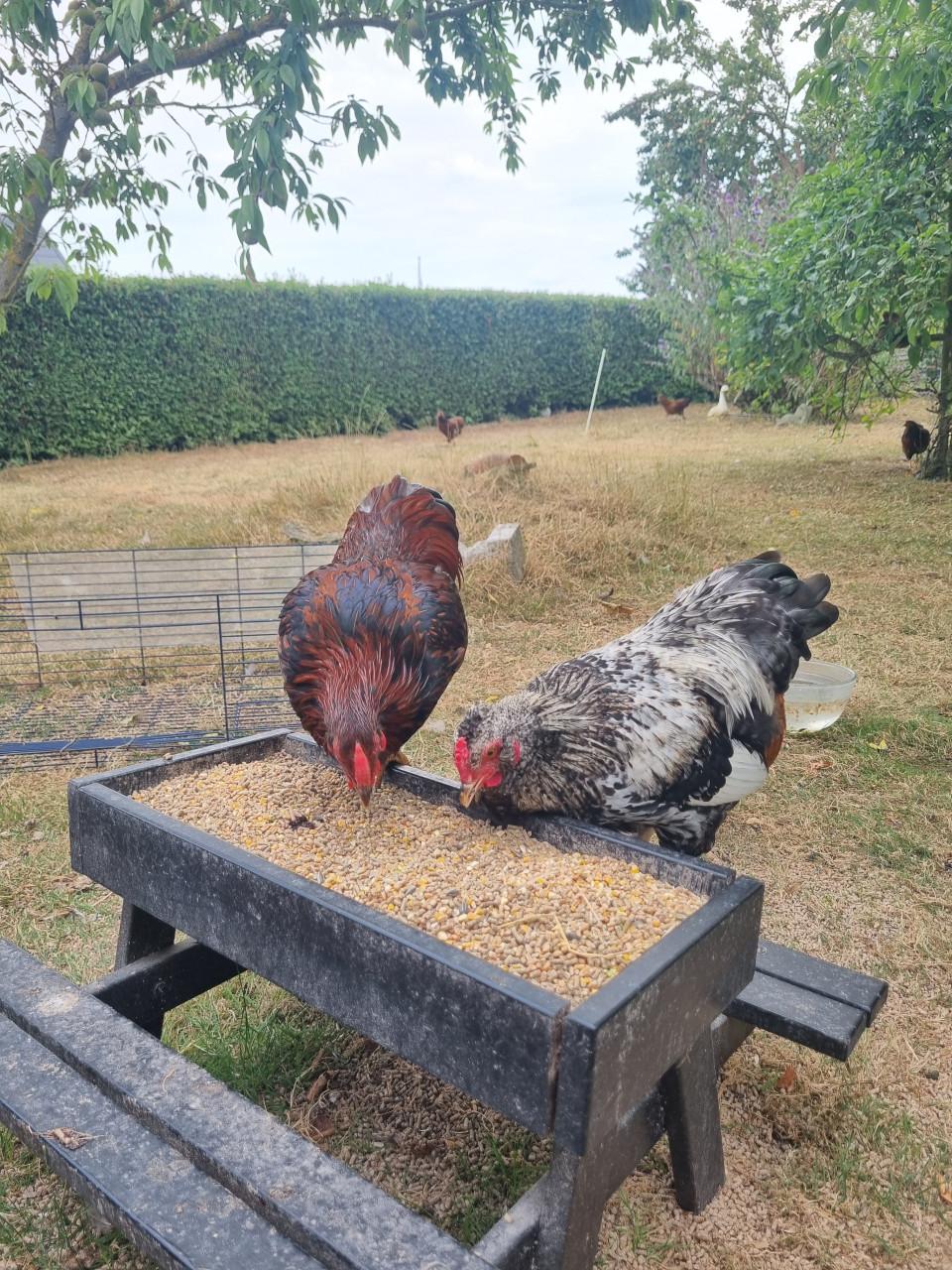 Haan zoekt nieuw thuis, evt samen met 2 kippen (2026)