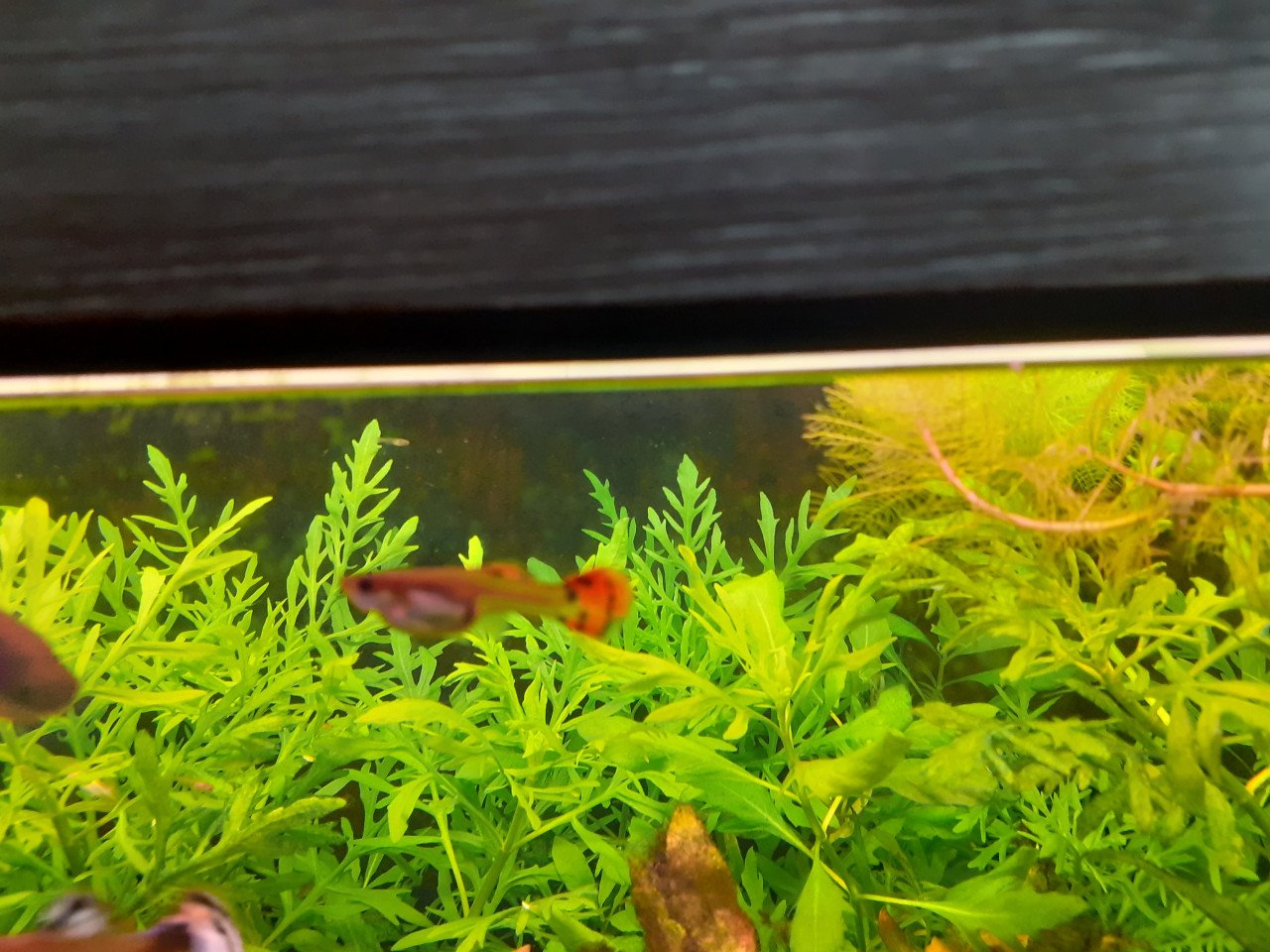 Dieren