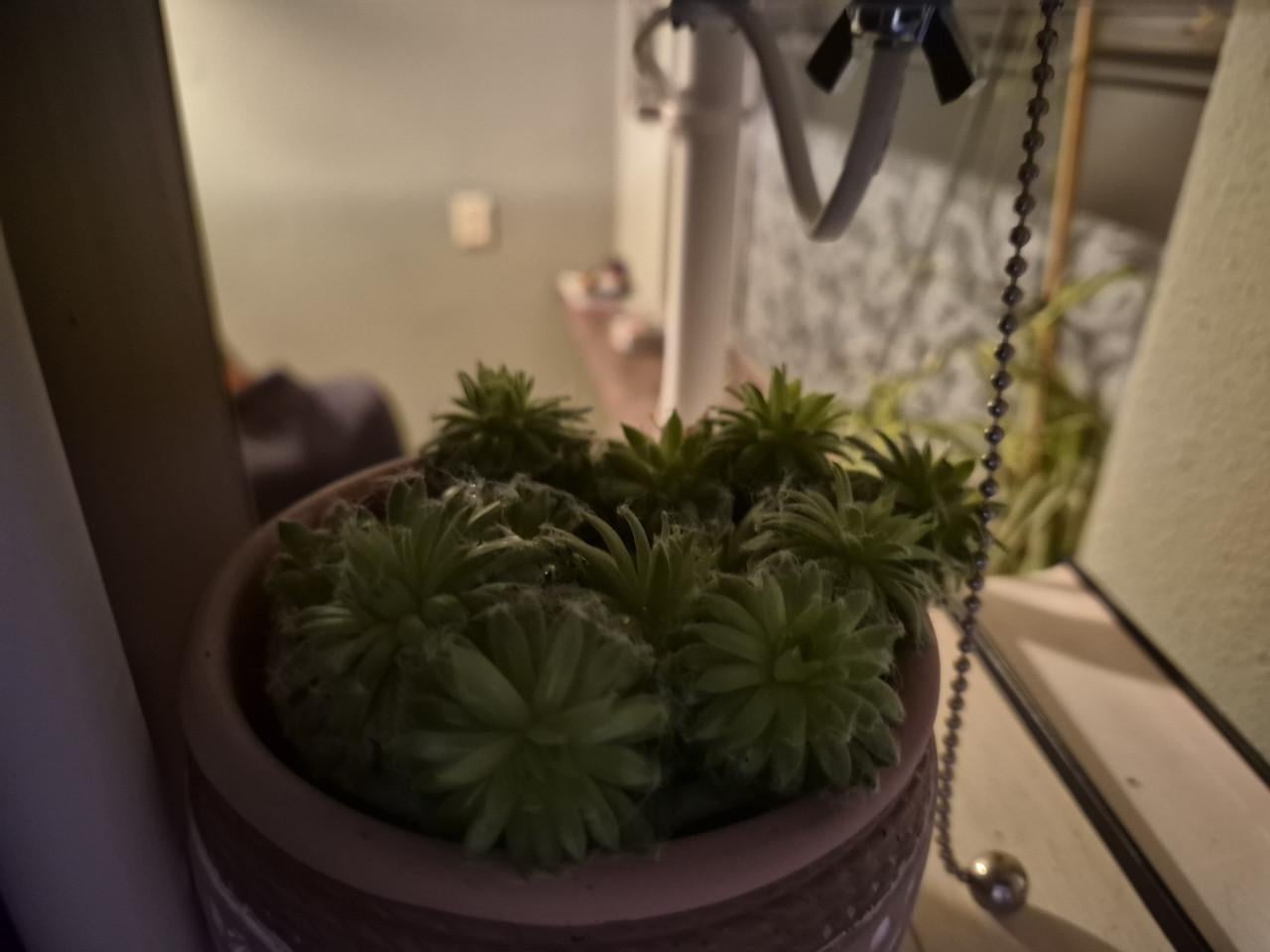Plantjes