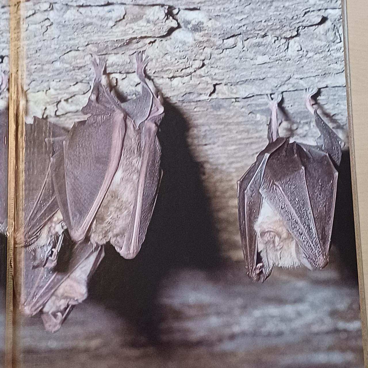 Natuur Encyclopedie