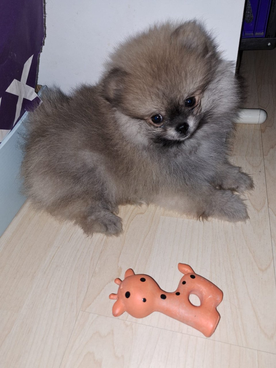 Pomeriaan (dwerg keeshond) puppy