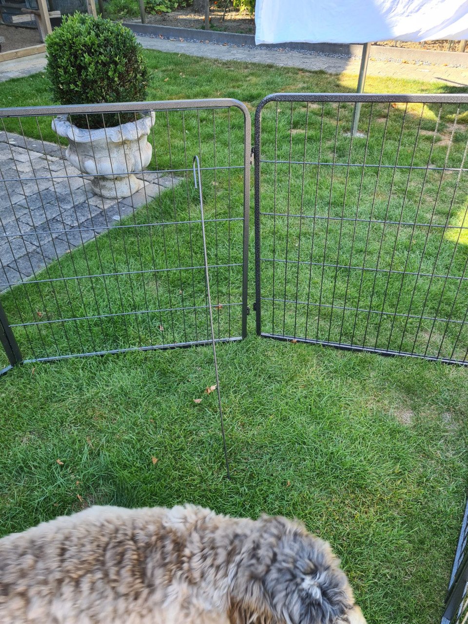 Puppy-/hondenren