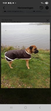 Stoere honden regen jas