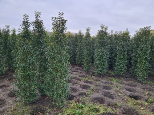 Portugese laurier haagplanten in alle hoogtes
