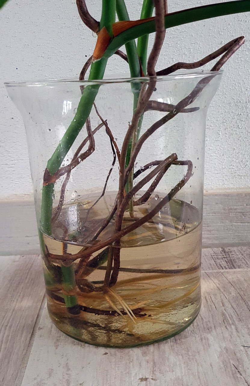 Monstera minimal Variegata