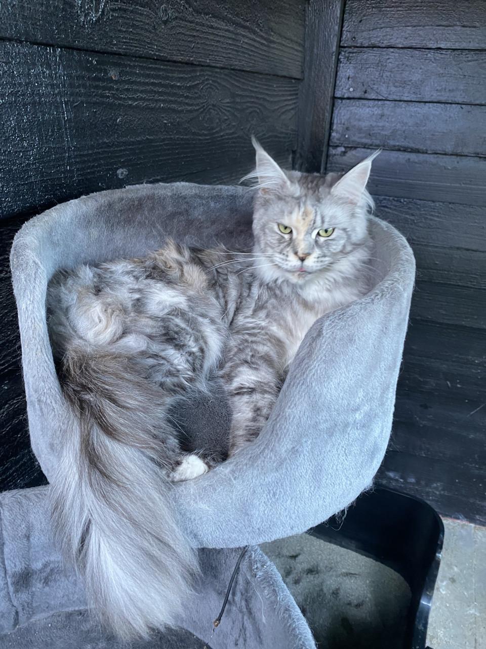 Maine coon “Zena” 1jaar 9mnd
