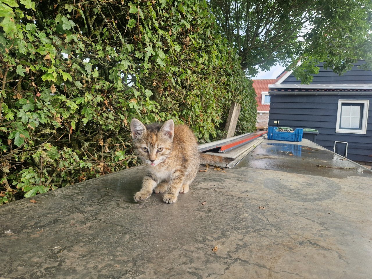 Kittens