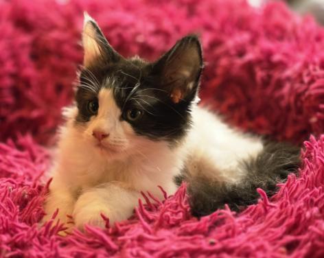Prachtige Maine Coon kittens!