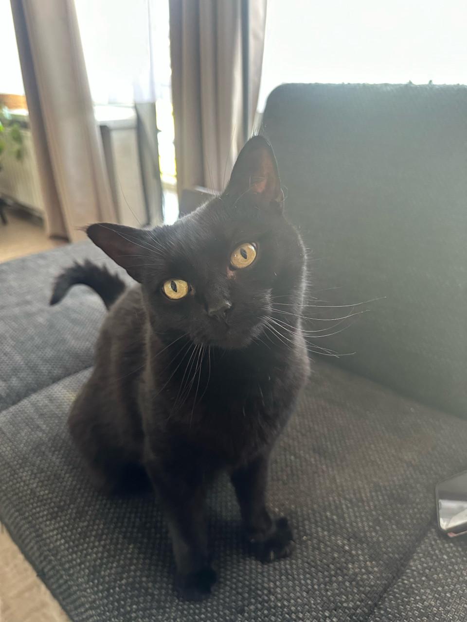 Lieve poes Fancy zoekt een rustig en liefdevol huisje