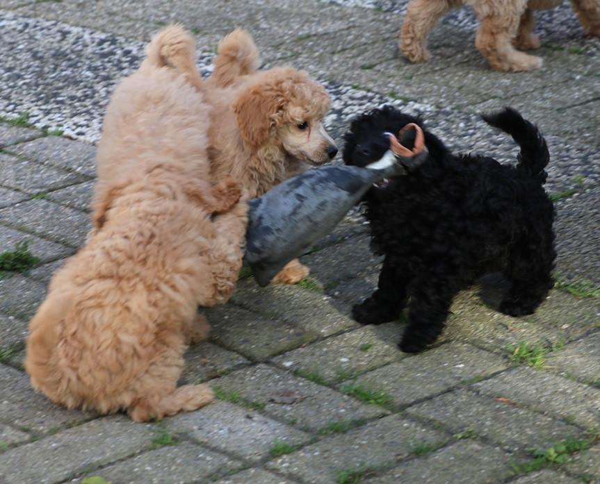 Dwerg poedel pups