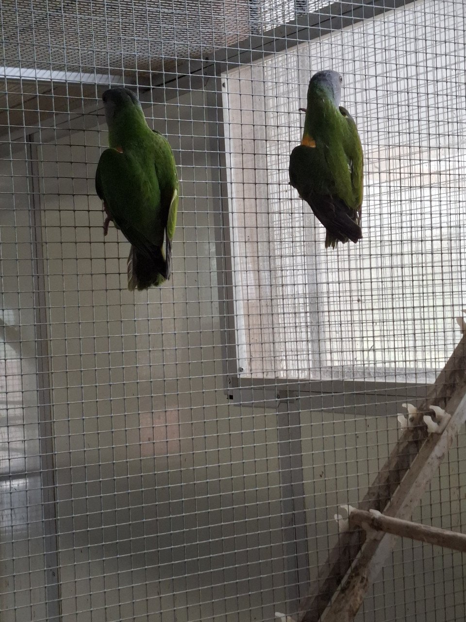 2 senegal papegaai (bonte boer) mannen, roodbuik