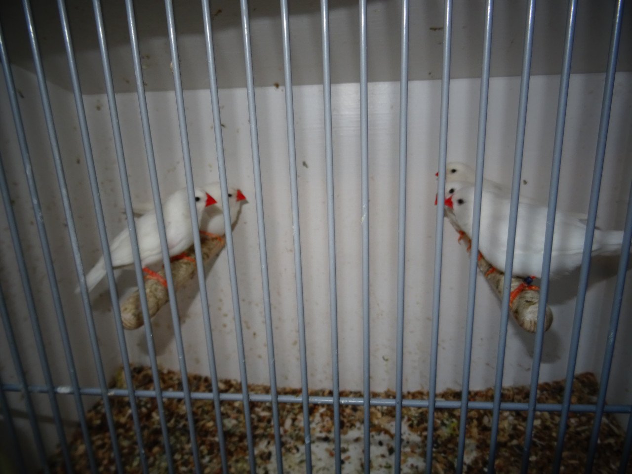 Te koop witte zebravinken wat grotere maat broedrijp