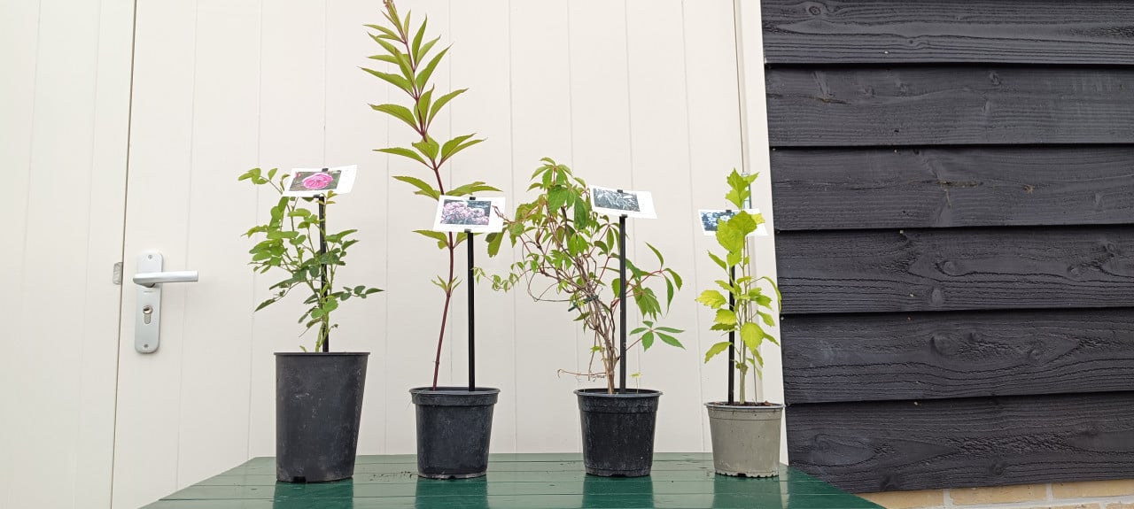 Diverse planten in grote potmaat! Loganbes, rozen, klimplanten.. €4,- p/st.