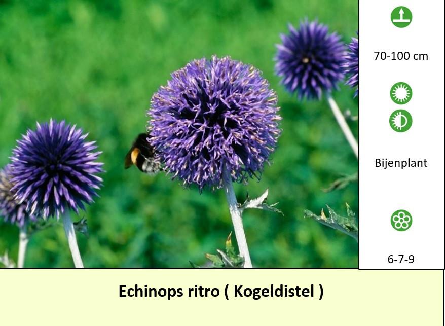 Een border inplanten met mooie en betaalbare bijen,- en vlinderplanten ?