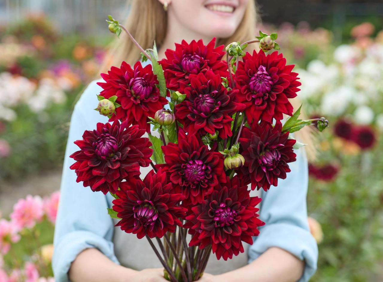 Dahlia's plukken in Heinkenszand.