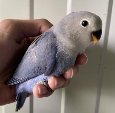 Tamme jonge Agapornis roseicollis.