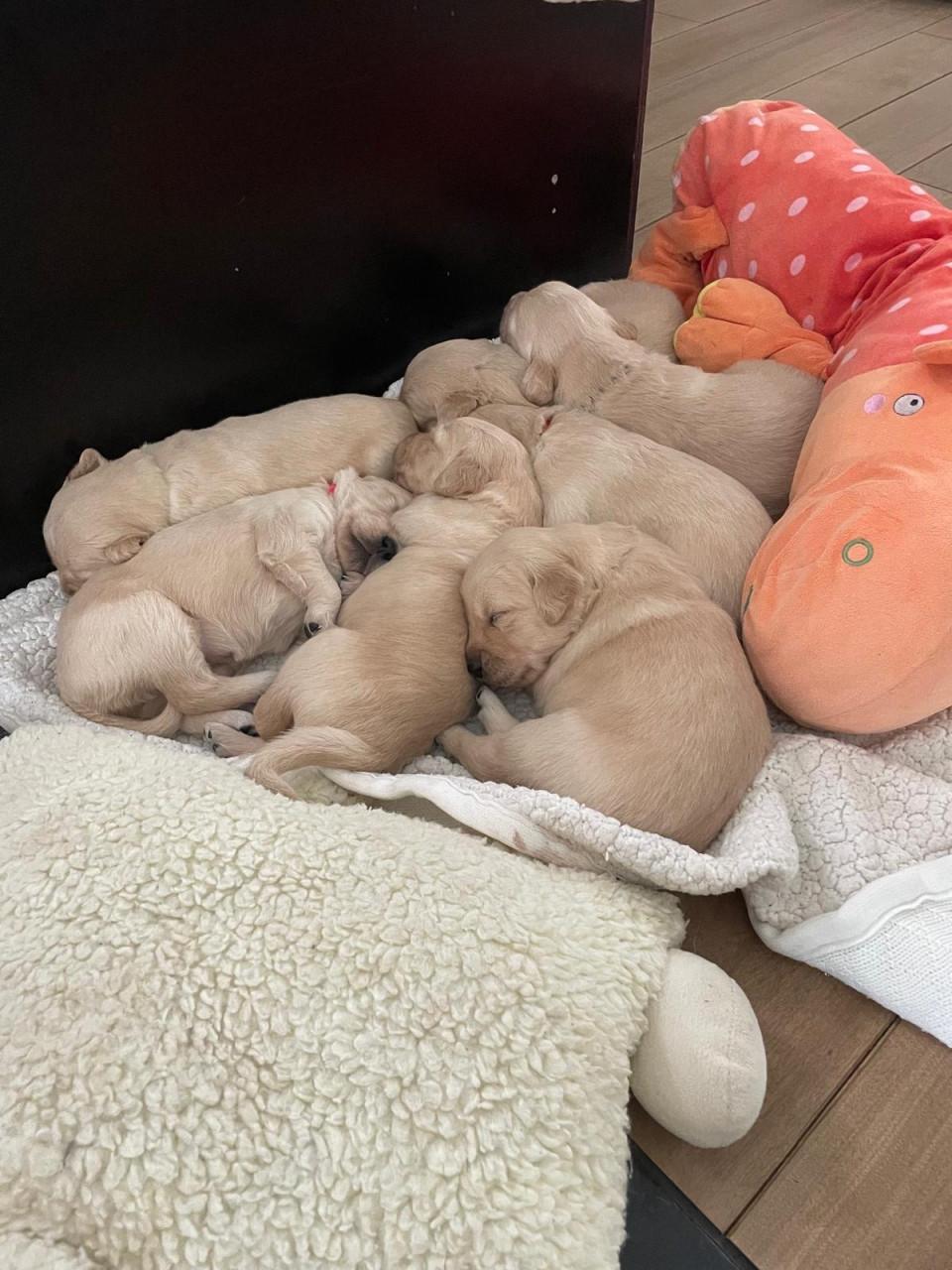 Mooie Golden retriever puppy’s