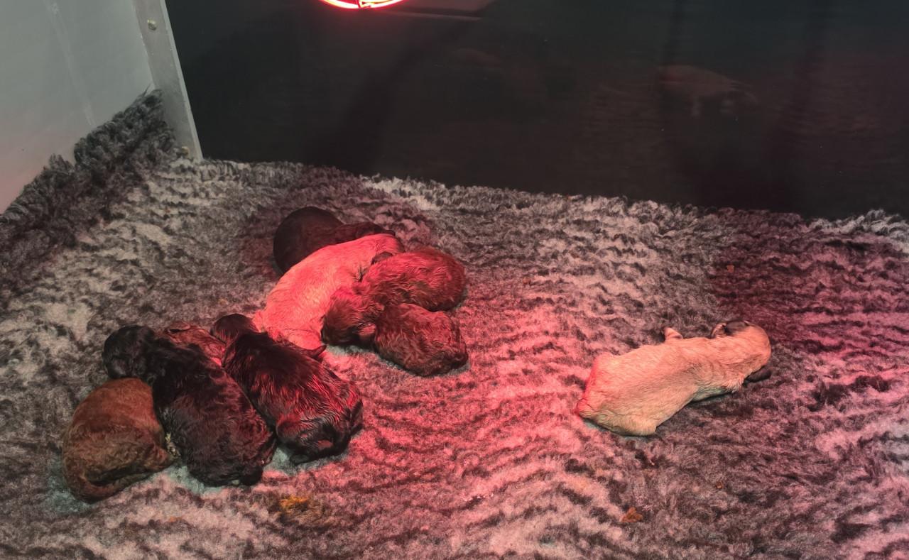 Super mooie labradoodles puppies
