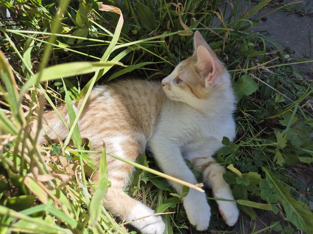 Lieve en zeer goed verzorgde HTK-KITTENS