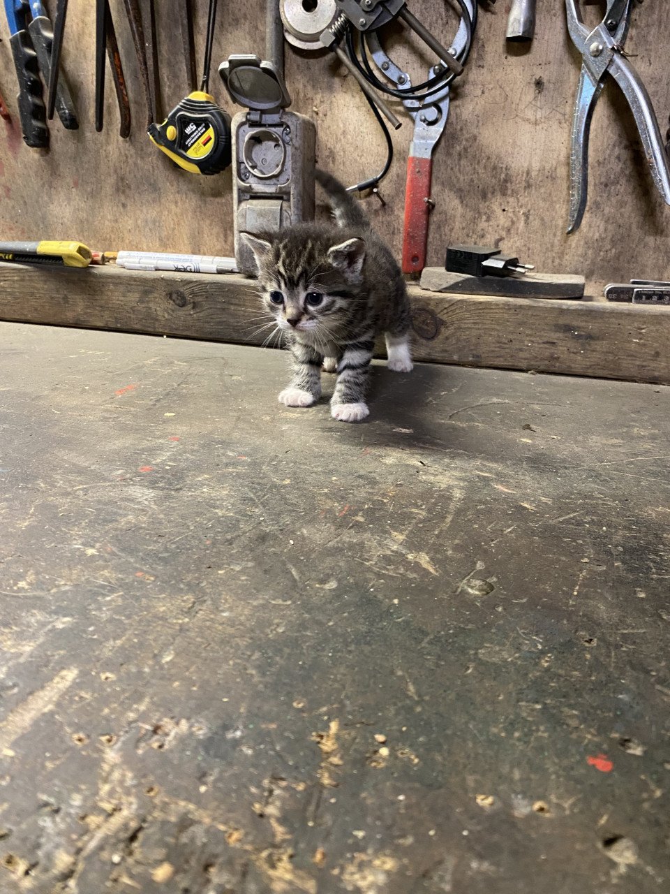 2 leuke speelse kittens