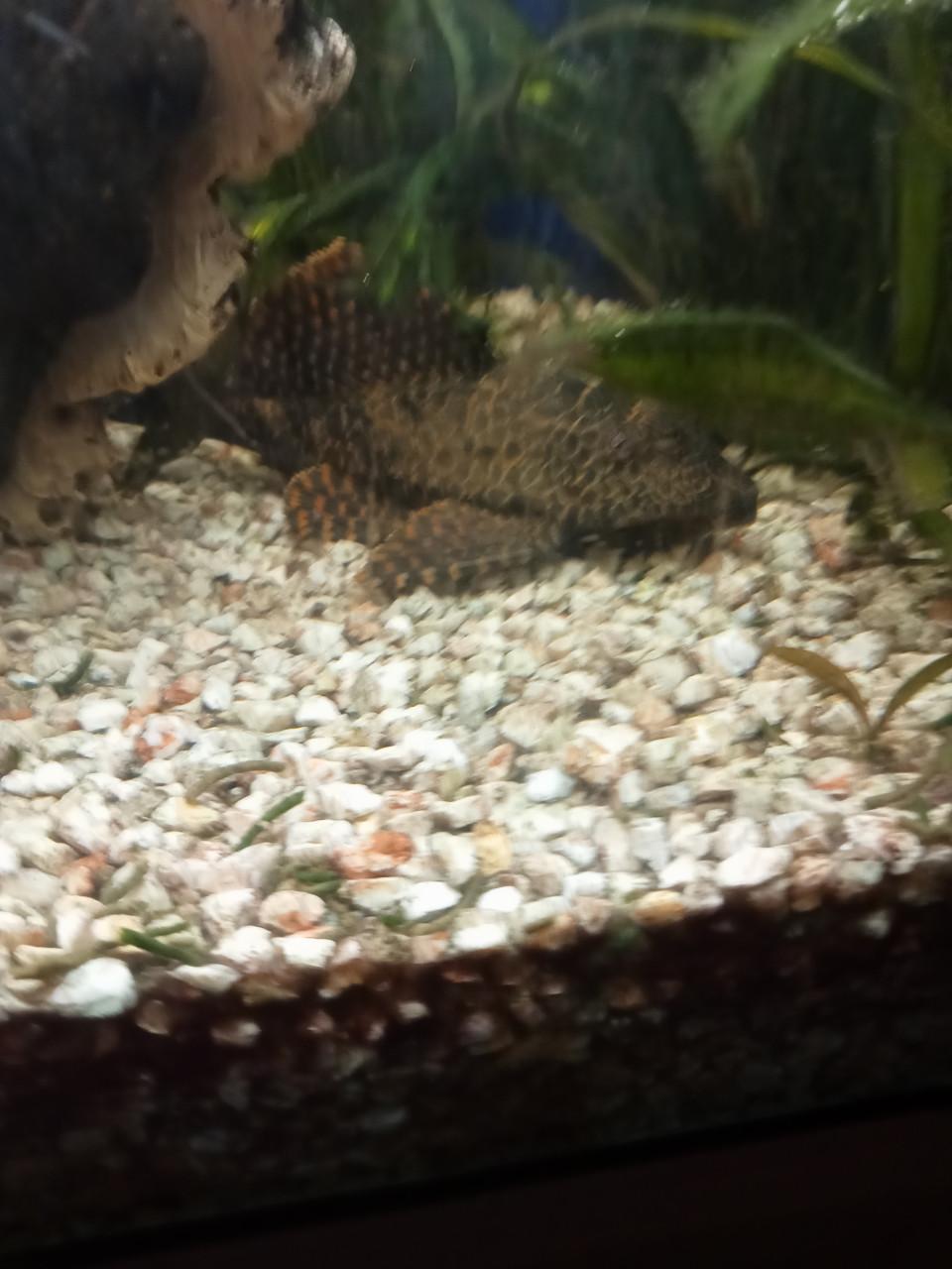 Algeneter plectomus