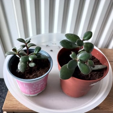 Kamerplant crassula