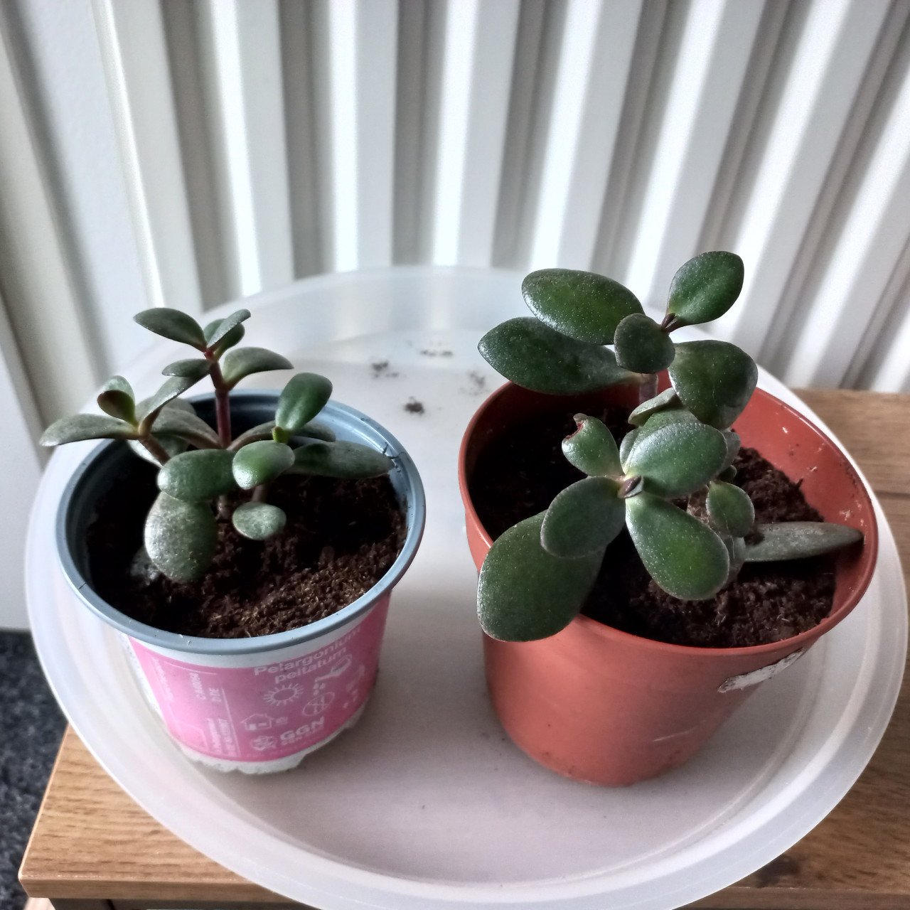 Kamerplant crassula