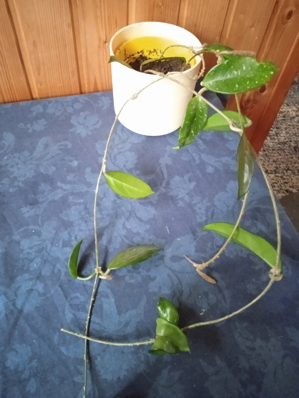 Hoya carnosa met drie stekken plant
