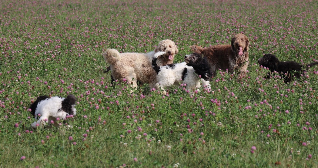 Doodle pups beschikbaar