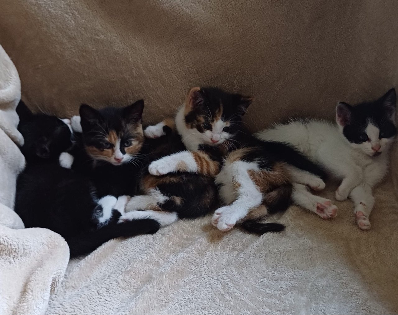 Lieve aanhankelijke kittens