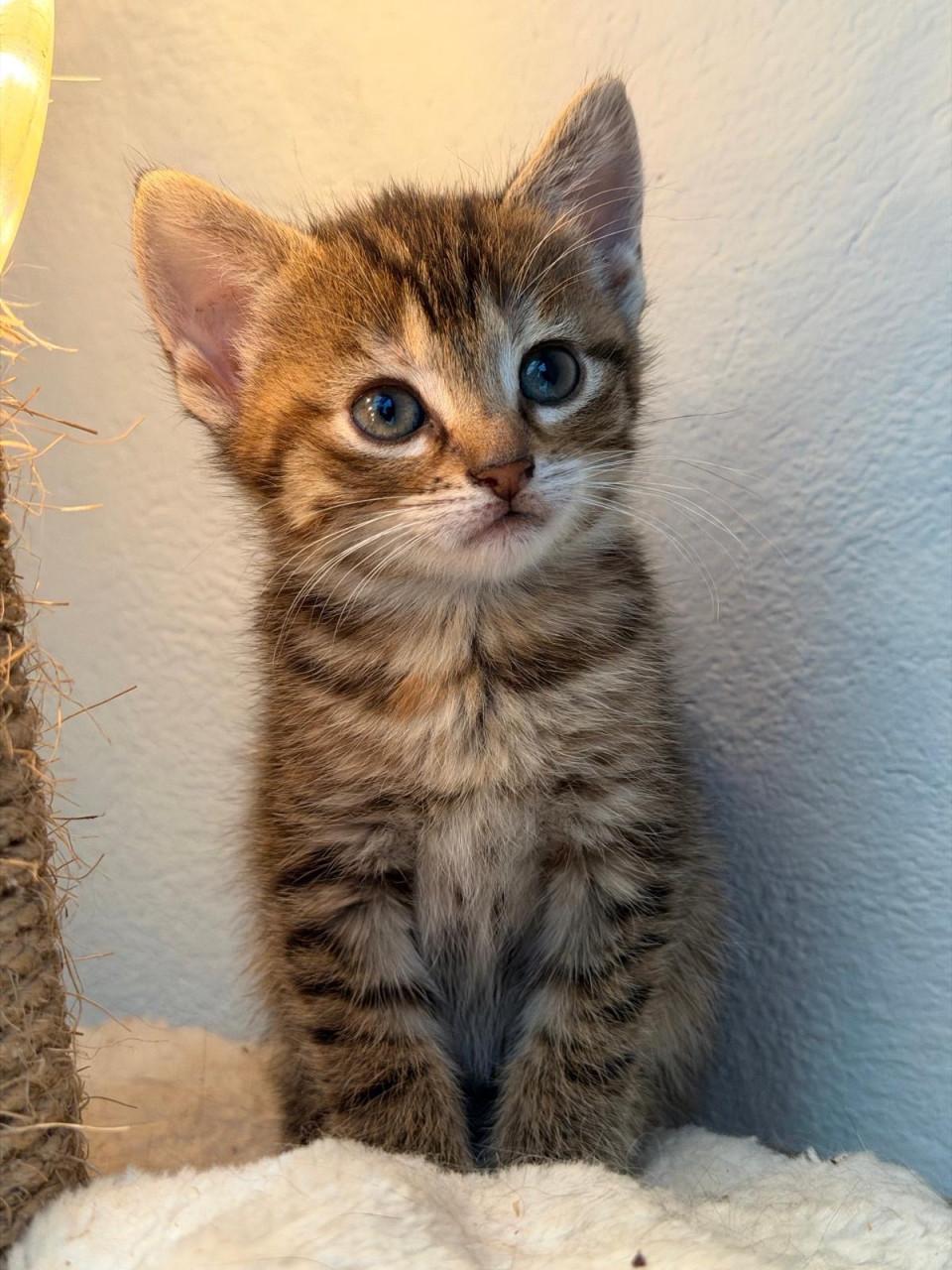 Prachtige kittens