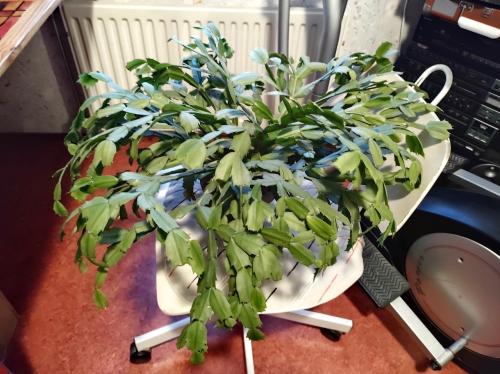 Hele mooie Lidcactus. bloei; paars- rood.  65 cm. doorsnede