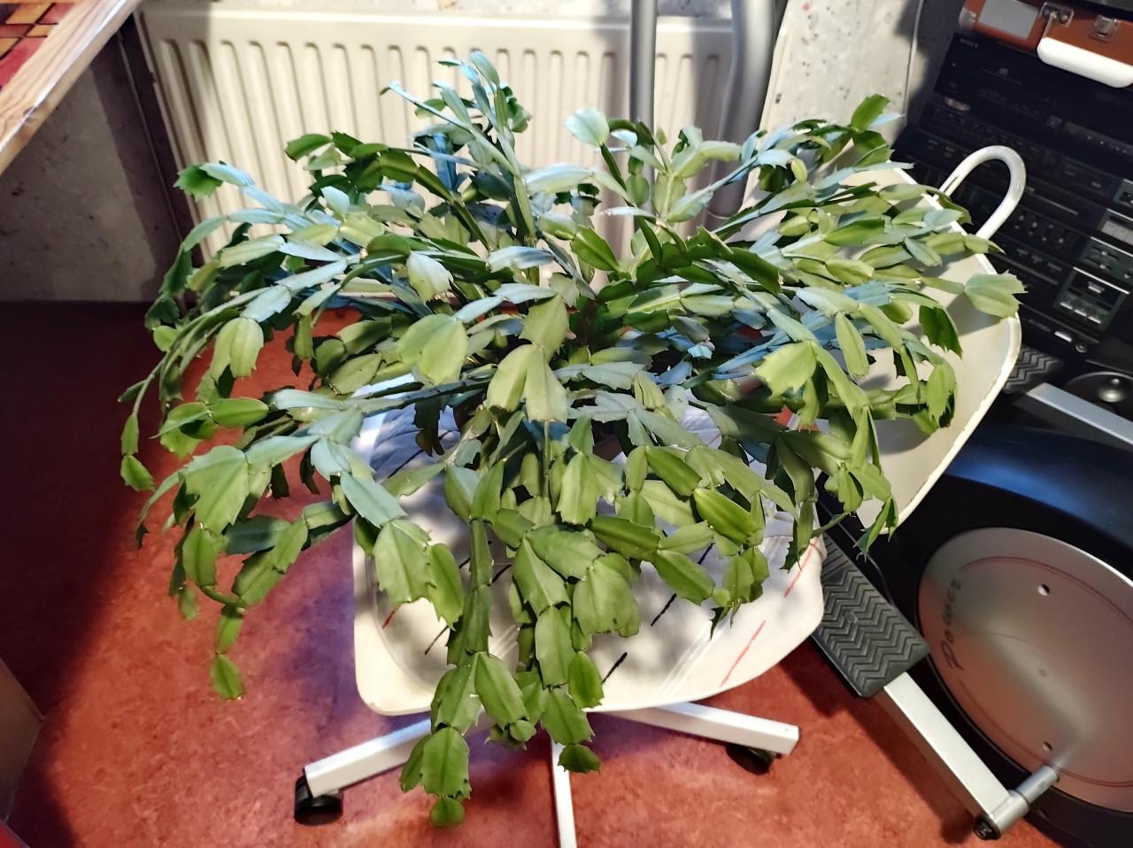 Hele mooie Lidcactus. bloei; paars- rood.  65 cm. doorsnede