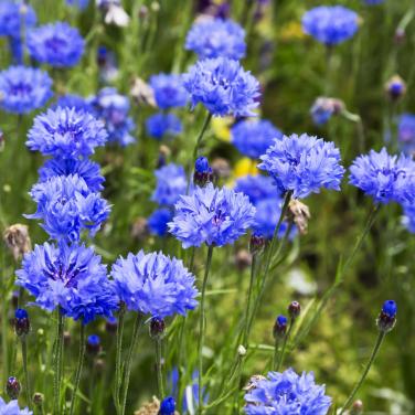 Zaden Korenbloem - Centaurea Cyanus BIO