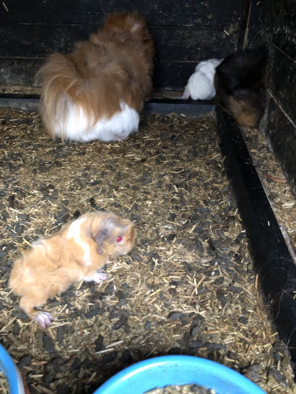 Baby cavia’s, speciale kleurtjes!!