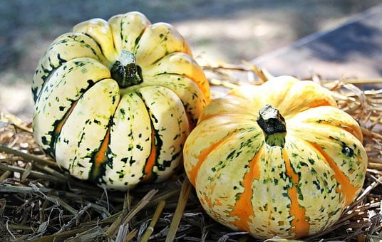 Moestuinen vrij middelburg