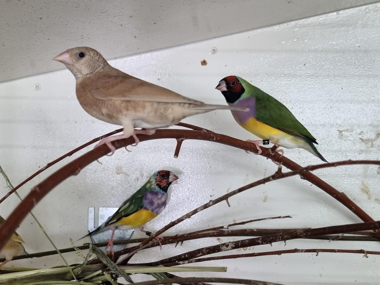 2 koppels bandvinken