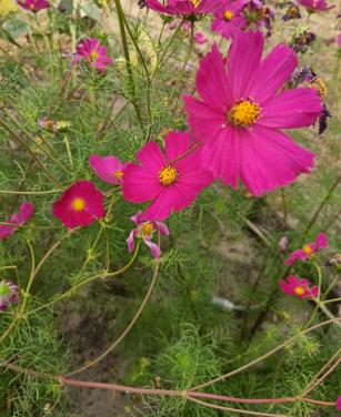 Zaden Cosmea - Cosmos Bipinnatus BIO