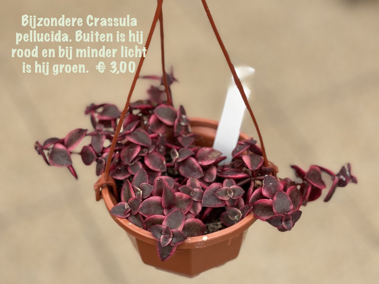 Planten