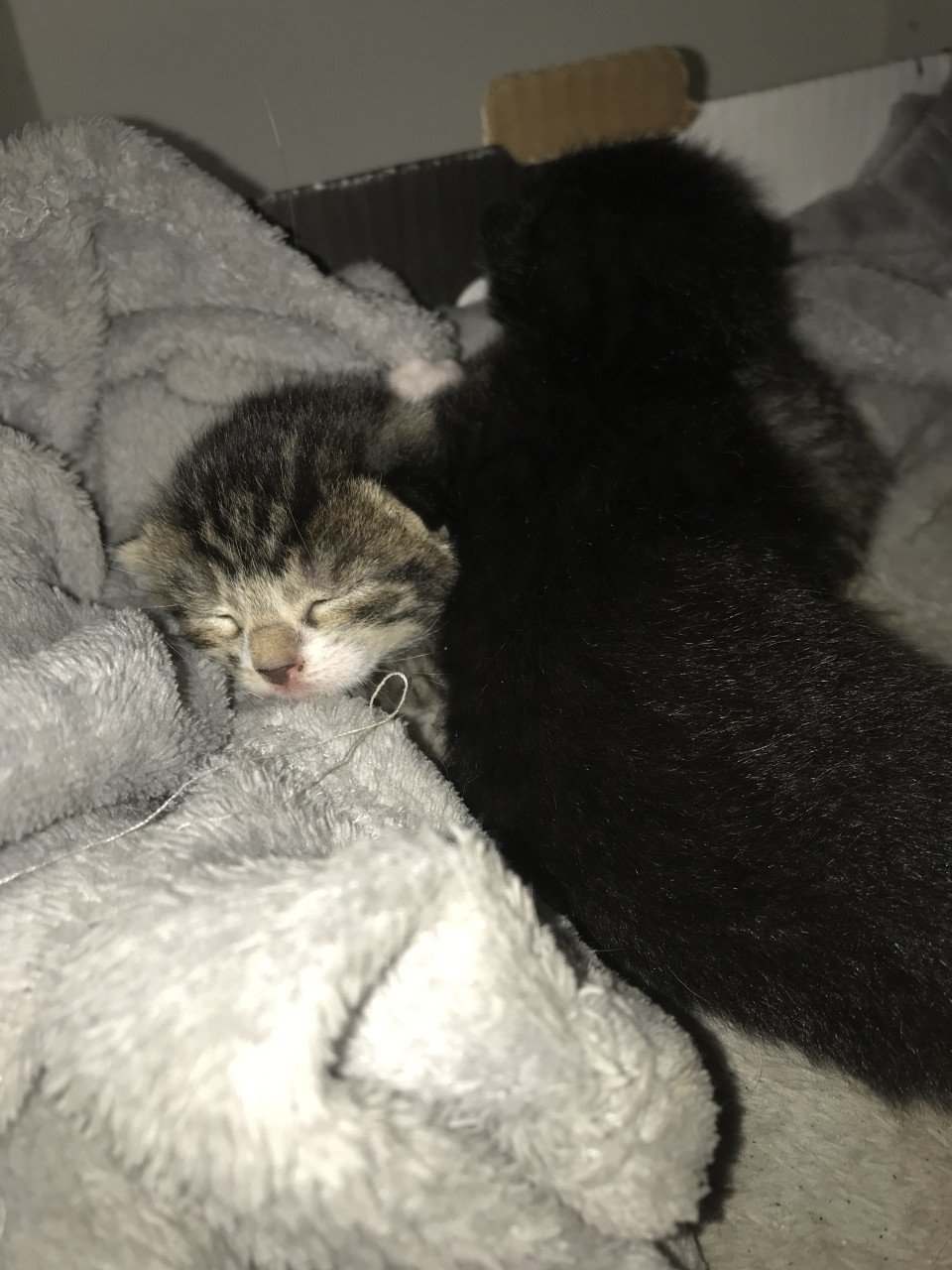 Kittens zoeken gouden mandje 😻🧺