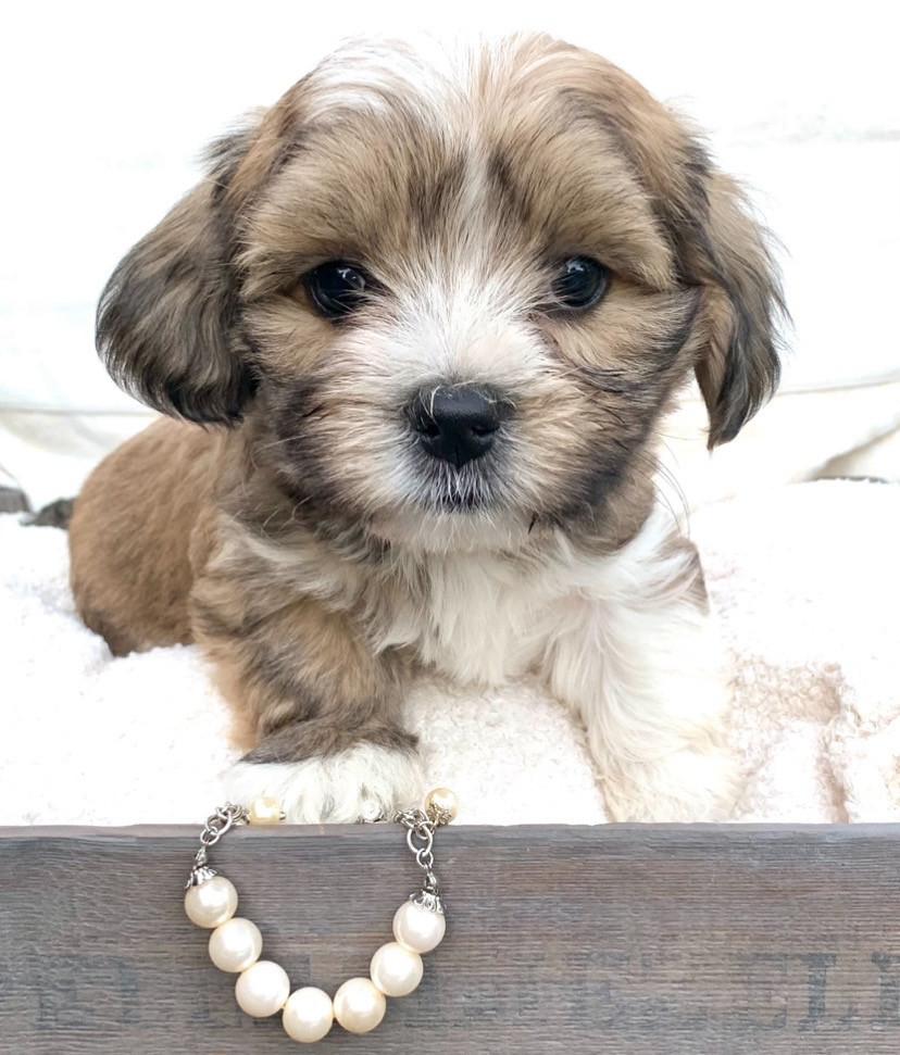 ShihTzu/ Maltezer pups