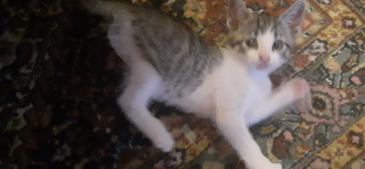 Warm nestje voor kittens gezocht😻