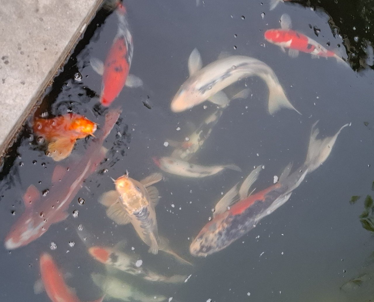 Koi karpers