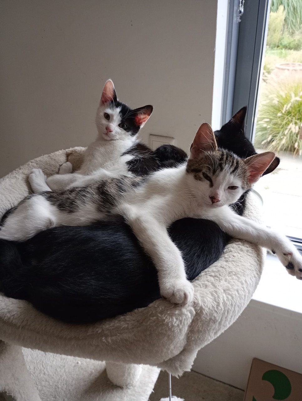 2 prachtige katertjes