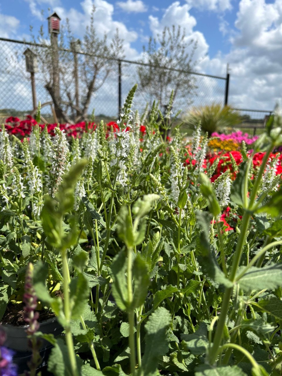 HEMELVAARTSDAG OPEN - PLANTEN EN MEER